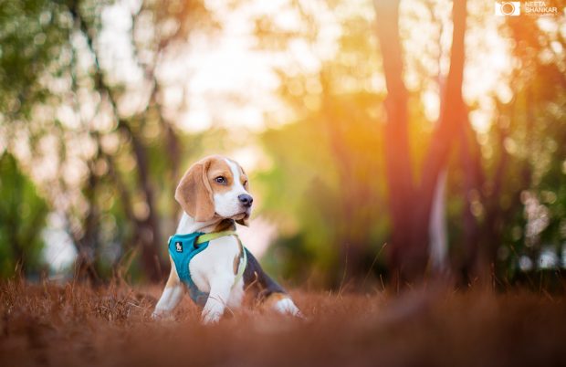 Neeta-Shankar-Photography-Best-Pet-Photographer-Bangalore-India-beautiful-Beagle-Puppy-Photos-dog-harness-accessory
